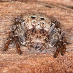 Cymbacha ocellata (Crab spider) at Belconnen, ACT - 17 Jun 2025 by kasiaaus