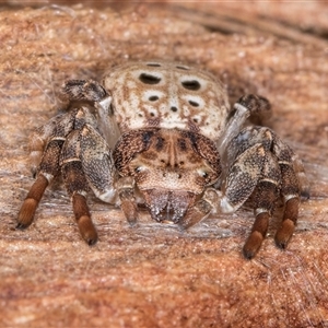 Cymbacha ocellata (Crab spider) at Belconnen, ACT - 17 Jun 2025 by kasiaaus