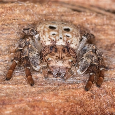 Cymbacha ocellata (Crab spider) at Belconnen, ACT - 17 Jun 2025 by kasiaaus