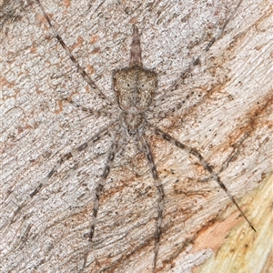 Tamopsis eucalypti (A two-tailed spider) at Belconnen, ACT - 17 Jun 2025 by kasiaaus