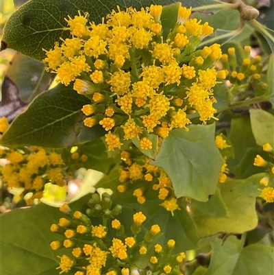 Pittosporum undulatum (sweet pittosporum) at Ulladulla, NSW - 16 Jun 2025 by Jennybach