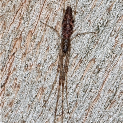 Tetragnatha sp. (genus) (Long-jawed spider) at Belconnen, ACT - 17 Jun 2025 by kasiaaus