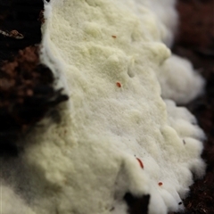 Fungi Unidentfied (kingdom) at Bruce, ACT - 19 Jun 2025 by Lisa.Jok
