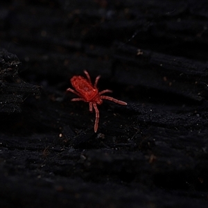 Trombidiidae (family) at Bruce, ACT - 19 Jun 2025 by Lisa.Jok