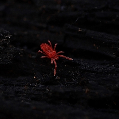 Trombidiidae (family) (Red velvet mite) at Bruce, ACT - 19 Jun 2025 by Lisa.Jok