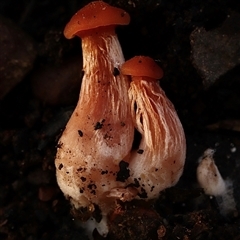 Unverified Fungus at Bruce, ACT - 19 Jun 2025 by Lisa.Jok