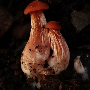 Unverified Fungus at Bruce, ACT - Yesterday by Lisa.Jok