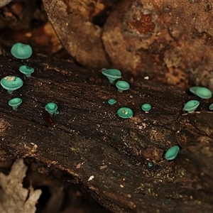 Unverified Fungus at Bruce, ACT - 17 Jun 2025 by Lisa.Jok