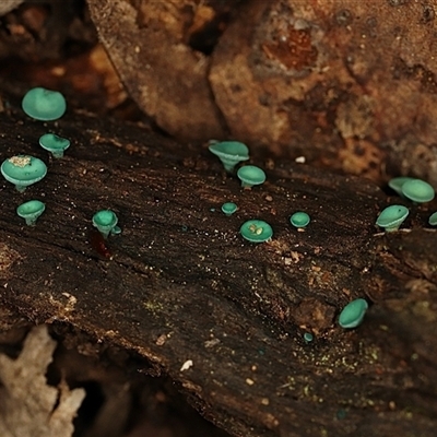 Chlorociboria (An elfcup fungus) at Bruce, ACT - 17 Jun 2025 by Lisa.Jok