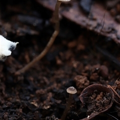 Unverified Fungus at Bruce, ACT - 19 Jun 2025 by Lisa.Jok