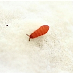 Neanuridae (family) (Short-legged Springtails) at Bruce, ACT - 19 Jun 2025 by Lisa.Jok