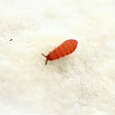 Neanuridae (family) (Short-legged Springtails) at Bruce, ACT - 19 Jun 2025 by Lisa.Jok