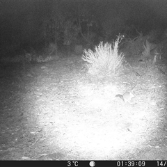 Trichosurus vulpecula (Common Brushtail Possum) at Crowther, NSW - 14 Jun 2025 by Frecko