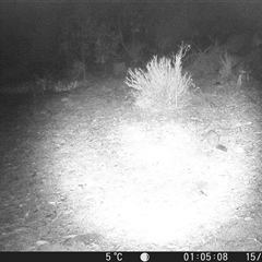 Trichosurus vulpecula (Common Brushtail Possum) at Crowther, NSW - 15 Jun 2025 by Frecko