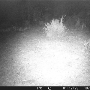 Macropus giganteus (Eastern Grey Kangaroo) at Crowther, NSW - 19 Jun 2025 by Frecko
