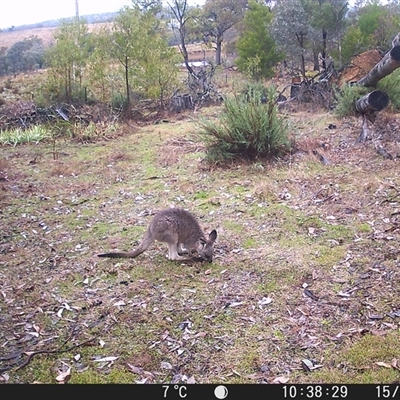 Macropus giganteus (Eastern Grey Kangaroo) at Crowther, NSW - 15 Jun 2025 by Frecko