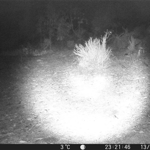 Vulpes vulpes (Red Fox) at Crowther, NSW - 13 Jun 2025 by Frecko