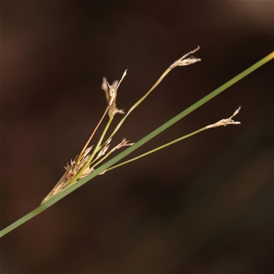 Juncus (genus) (A Rush) at Tharwa, ACT - 10 Apr 2025 by ConBoekel