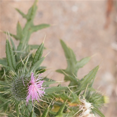 Cirsium vulgare (Spear Thistle) at Tharwa, ACT - 10 Apr 2025 by ConBoekel