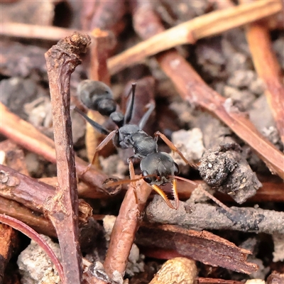 Myrmecia sp., pilosula-group (Jack jumper) at Tharwa, ACT - 10 Apr 2025 by ConBoekel