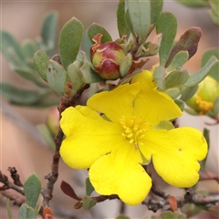 Hibbertia obtusifolia (Grey Guinea-flower) at Tharwa, ACT - 10 Apr 2025 by ConBoekel