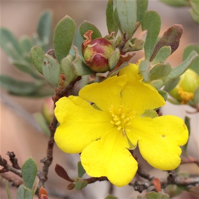 Hibbertia obtusifolia (Grey Guinea-flower) at Tharwa, ACT - 10 Apr 2025 by ConBoekel