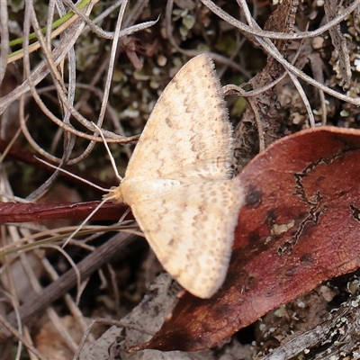 Scopula rubraria (Reddish Wave, Plantain Moth) at Tharwa, ACT - 10 Apr 2025 by ConBoekel