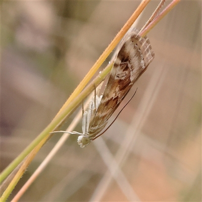 Hellula hydralis (Cabbage Centre Moth) at Tharwa, ACT - 10 Apr 2025 by ConBoekel