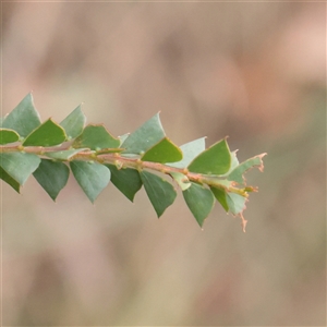 Acacia pravissima (Wedge-leaved Wattle, Ovens Wattle) at Tharwa, ACT - 10 Apr 2025 by ConBoekel