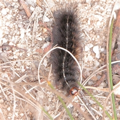 Ardices curvata (Crimson Tiger Moth) at Tharwa, ACT - 10 Apr 2025 by ConBoekel