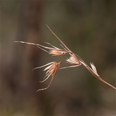Themeda triandra (Kangaroo Grass) at Tharwa, ACT - 10 Apr 2025 by ConBoekel