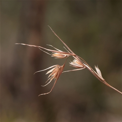 Themeda triandra (Kangaroo Grass) at Tharwa, ACT - 10 Apr 2025 by ConBoekel
