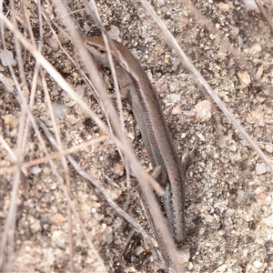 Lampropholis guichenoti (Common Garden Skink) at Tharwa, ACT - 10 Apr 2025 by ConBoekel