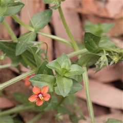 Lysimachia arvensis (Scarlet Pimpernel) at Tharwa, ACT - 10 Apr 2025 by ConBoekel