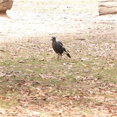Gymnorhina tibicen (Australian Magpie) at Tharwa, ACT - 10 Apr 2025 by ConBoekel
