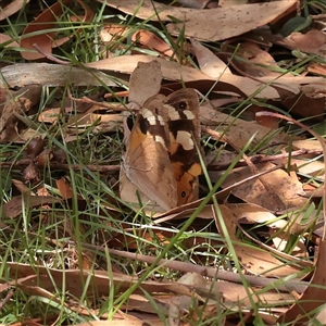 Heteronympha merope (Common Brown Butterfly) at Tharwa, ACT - 10 Apr 2025 by ConBoekel