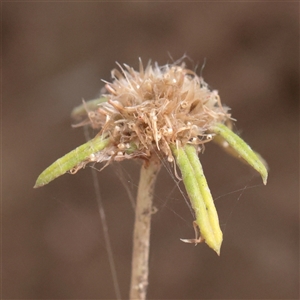 Euchiton sphaericus (star cudweed) at Tharwa, ACT - 10 Apr 2025 by ConBoekel