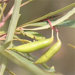 Lomatia myricoides (River Lomatia) at Tharwa, ACT - 10 Apr 2025 by ConBoekel