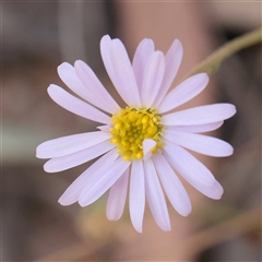 Brachyscome rigidula (Hairy Cut-leaf Daisy) at Tharwa, ACT - 10 Apr 2025 by ConBoekel