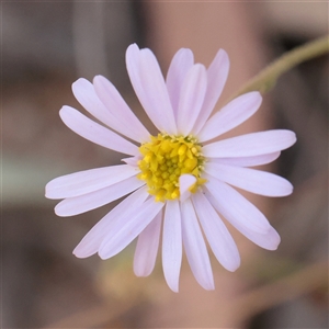 Brachyscome rigidula (Hairy Cut-leaf Daisy) at Tharwa, ACT - 10 Apr 2025 by ConBoekel