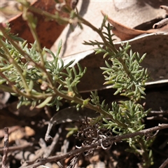 Brachyscome rigidula at Tharwa, ACT - 10 Apr 2025 01:19 PM