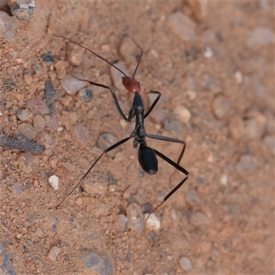 Leptomyrmex sp. (genus) (Spider ant) at Tharwa, ACT - 10 Apr 2025 by ConBoekel