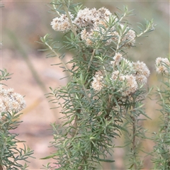 Cassinia quinquefaria at Tharwa, ACT - 10 Apr 2025 by ConBoekel