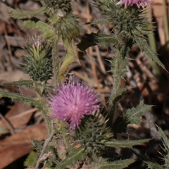 Cirsium vulgare (Spear Thistle) at Tharwa, ACT - 10 Apr 2025 by ConBoekel