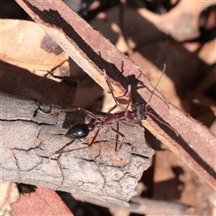 Myrmecia nigriceps (Black-headed bull ant) at Tharwa, ACT - 10 Apr 2025 by ConBoekel
