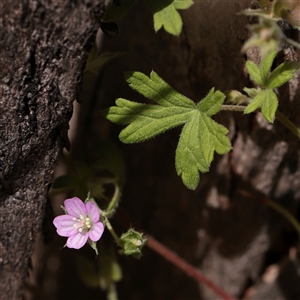 Unverified Other Wildflower or Herb at Tharwa, ACT - 10 Apr 2025 by ConBoekel