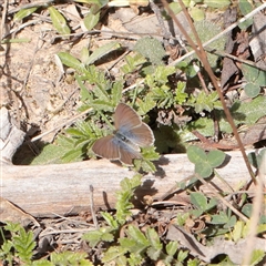 Zizina otis (Common Grass-Blue) at Tharwa, ACT - 10 Apr 2025 by ConBoekel