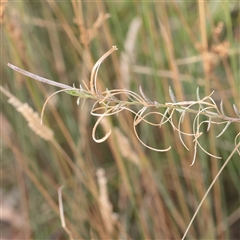 Epilobium sp. (A Willow Herb) at Tharwa, ACT - 10 Apr 2025 by ConBoekel