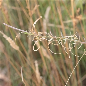 Unverified Other Wildflower or Herb at Tharwa, ACT - 10 Apr 2025 by ConBoekel