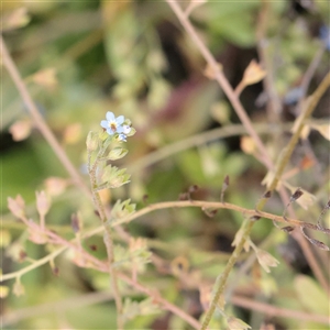 Unverified Other Wildflower or Herb at Tharwa, ACT - 10 Apr 2025 by ConBoekel